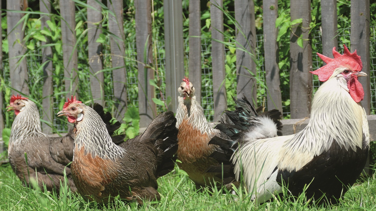galline giardino