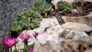 Mai fare questi errori con i giardini rocciosi
