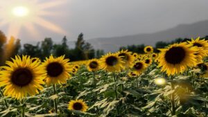 Le piante amiche dei girasoli per ottenere un giardino iper colorato