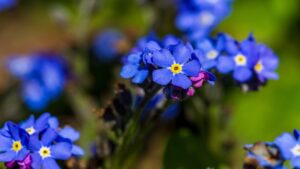 Piante biennali da piantare a luglio se volete un giardino super colorato