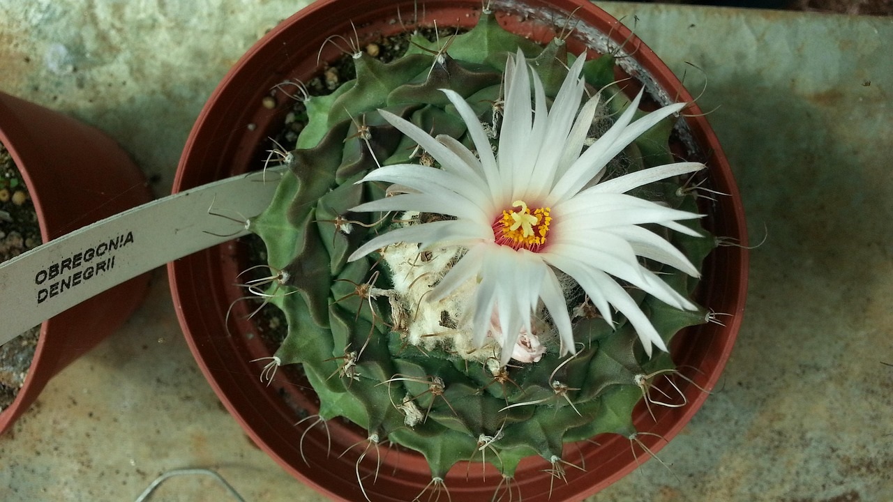 obregonia