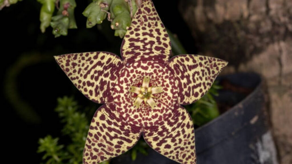 Orbea: tutto ciò che c’è da sapere su questa pianta