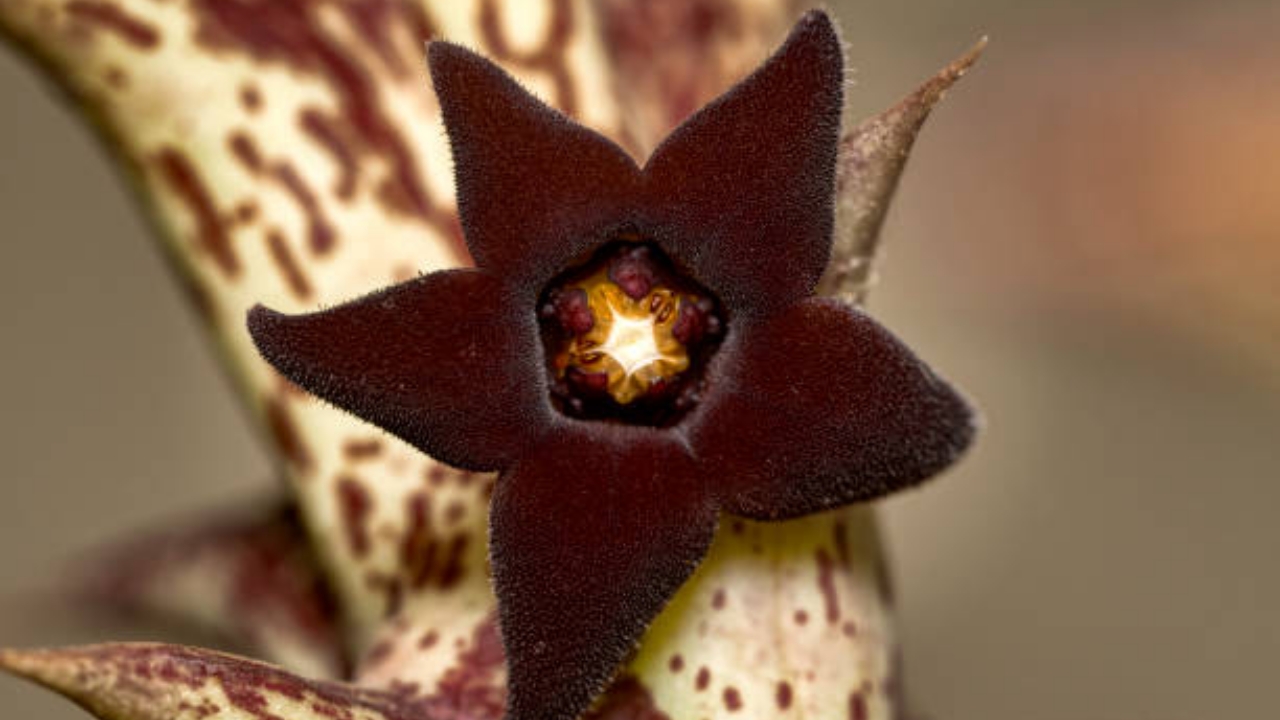 orbea cresciuta