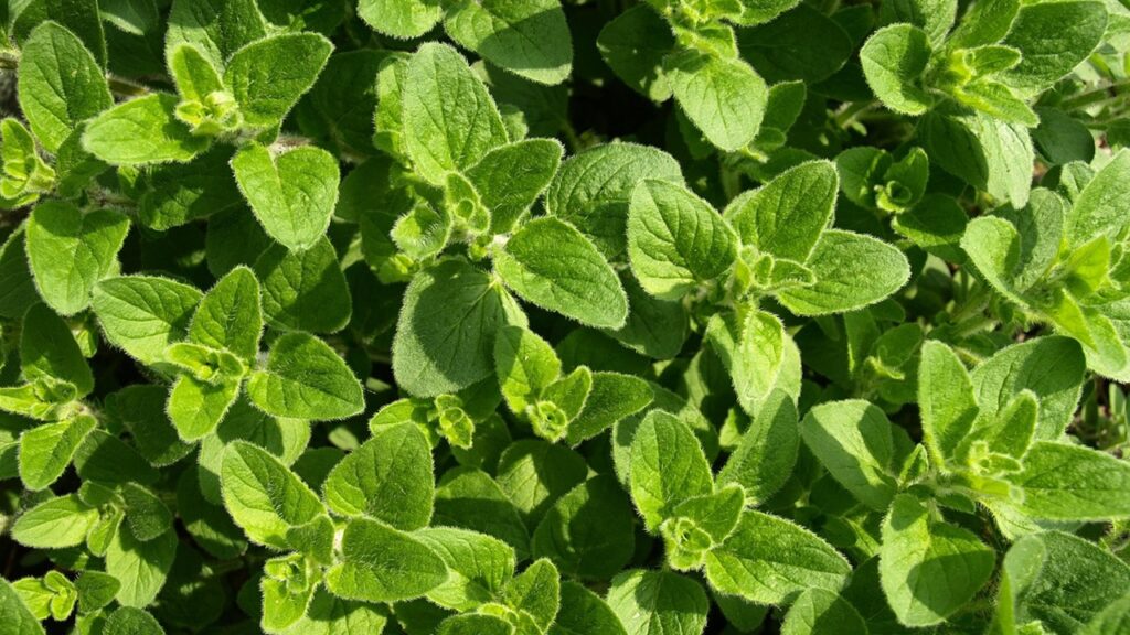 Come coltivare con successo l’origano (soprattutto in estate)