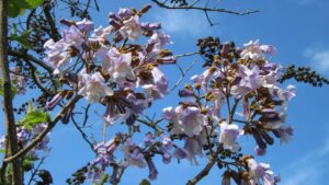 Che differenza c’è fra Paulonia e Jacaranda