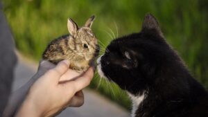 Peli di gatto e peperoncino per tenere lontani i conigli dal giardino