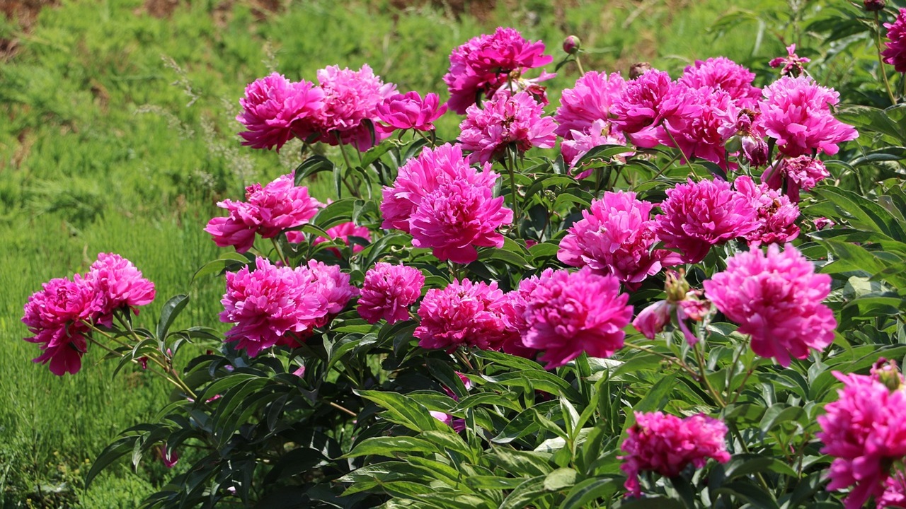 peonie posti