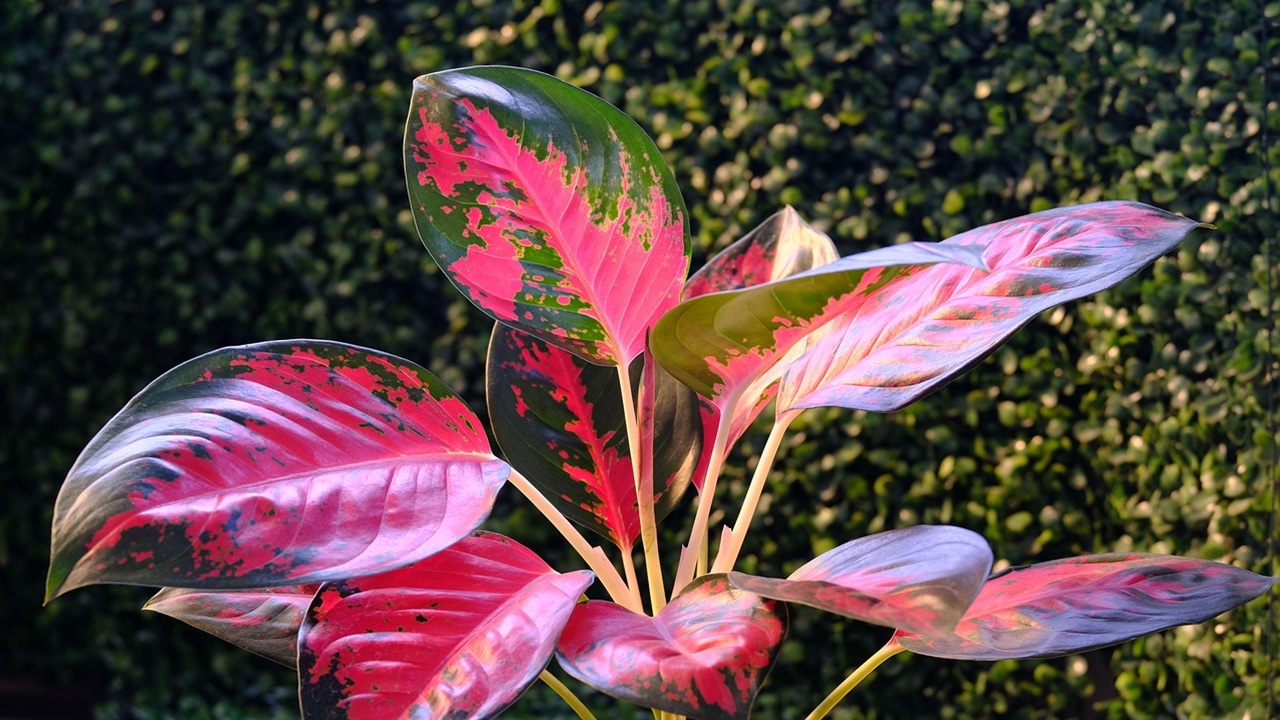 piante colorate appartamento aglaonema