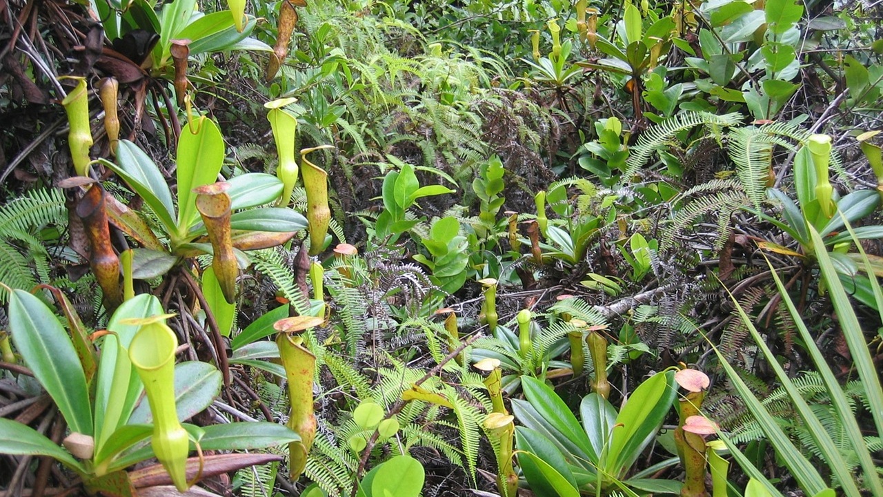 piante carnivore stupende