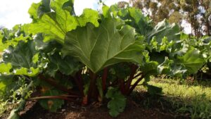 Quali sono le verdure migliori da coltivare in vaso in estate