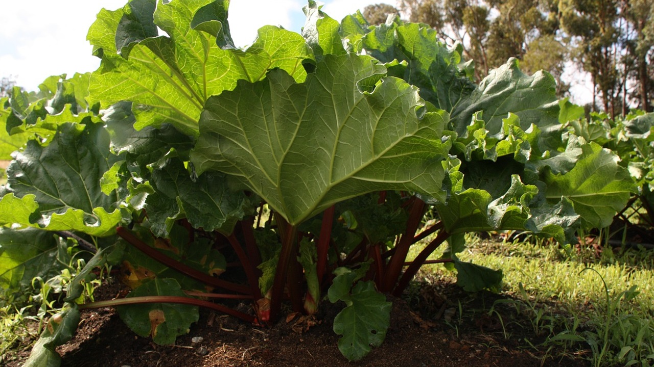 rabarbaro verdure
