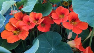 Tropaeolum, una pianta tappezzante ornamentale bella e utile