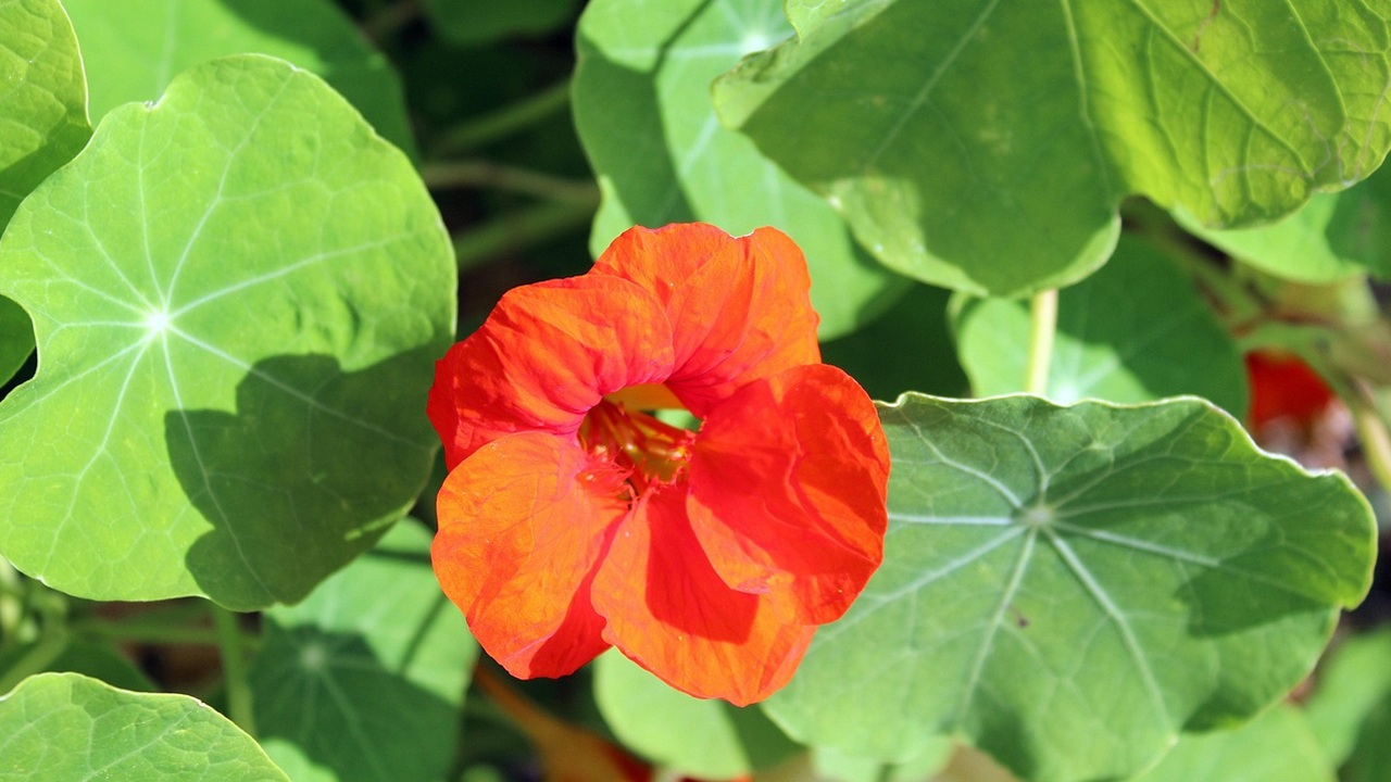 tropaeolum fiore