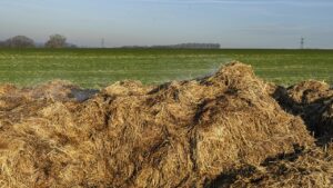Cosa succede se si usa troppo fertilizzante: la risposta che non ti aspetti