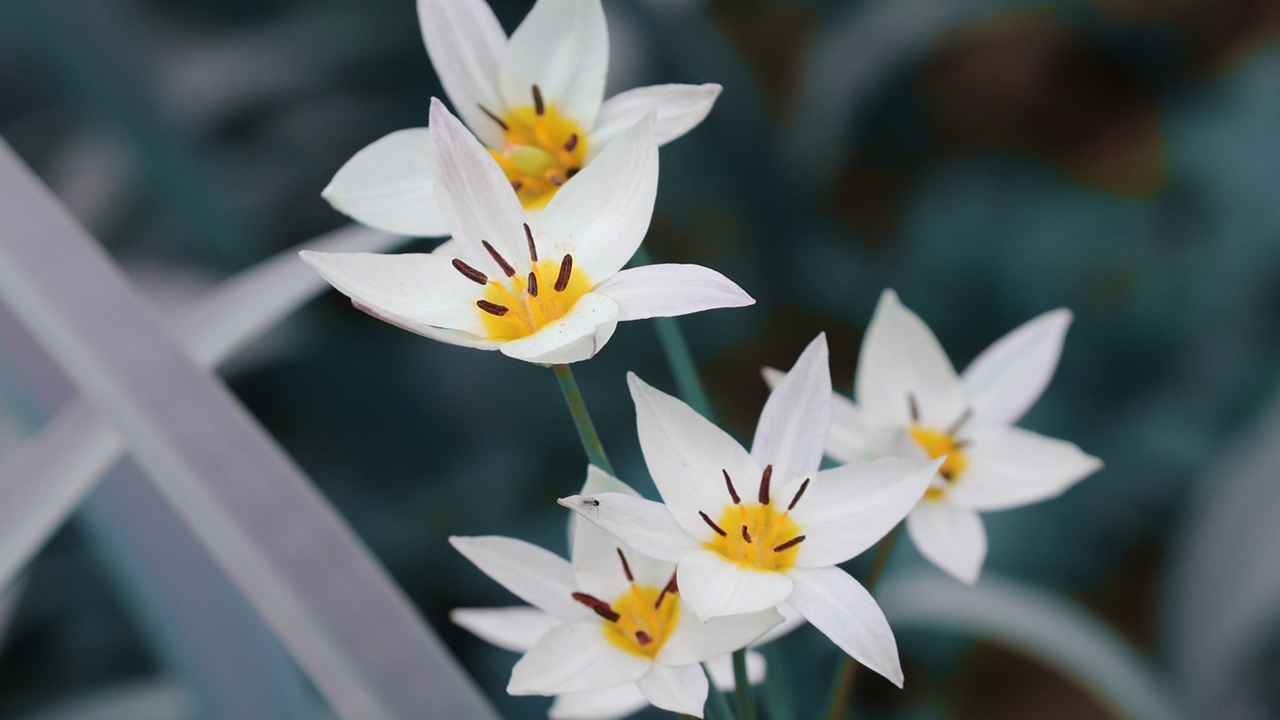 tulipa