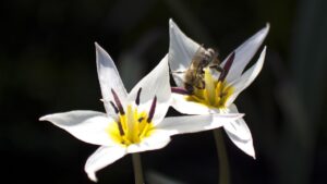 Tulipa turkestanica, la stella indiscussa dei giardini rocciosi