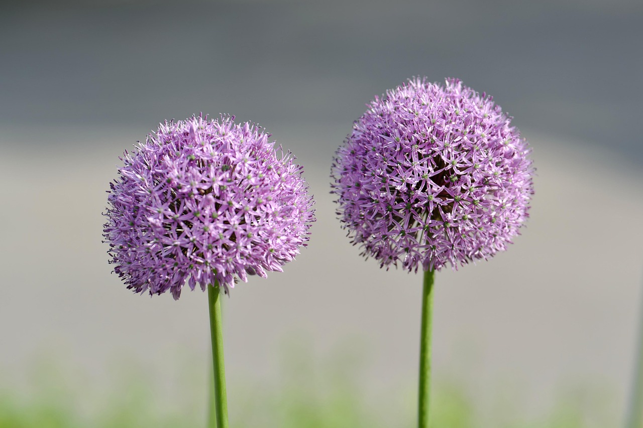 Allium: pianta bulbosa