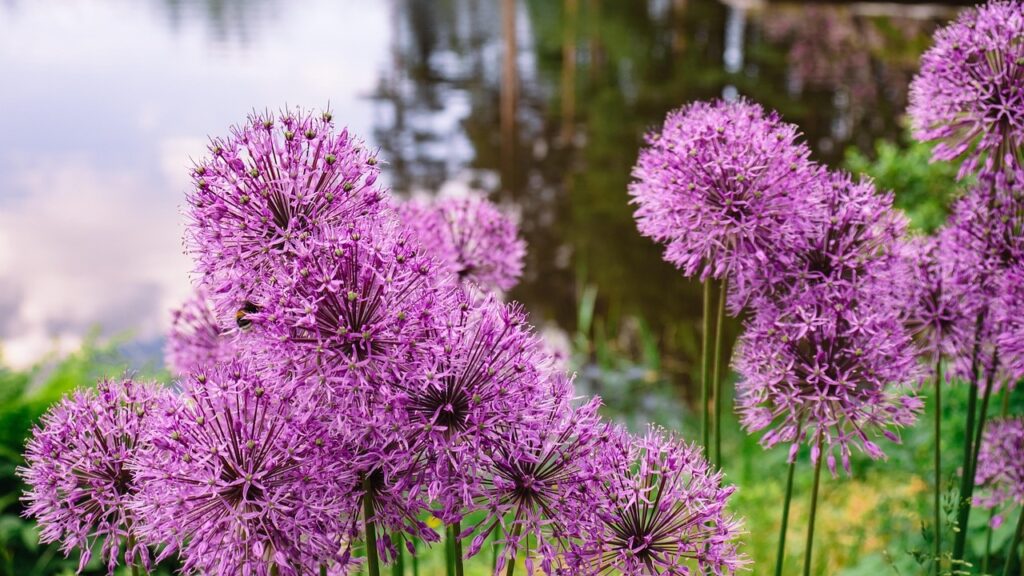 Come coltivare l’Allium: guida semplice per giardini e terrazzi