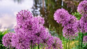 Come coltivare l’Allium: guida semplice per giardini e terrazzi