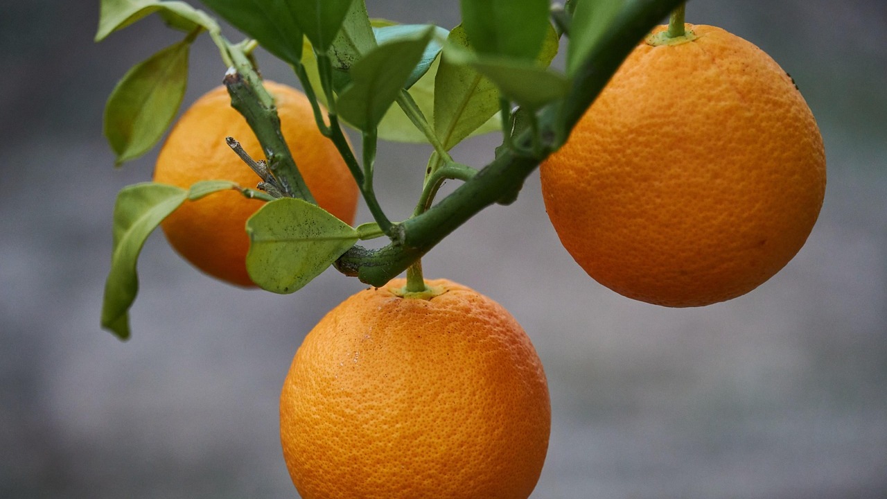 Agrumi in vaso: arancio