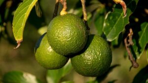 Come coltivare un albero di avocado in casa – i segreti che pochi conoscono