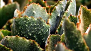 Le migliori piante che crescono da sole: niente annaffiature, zero manutenzione