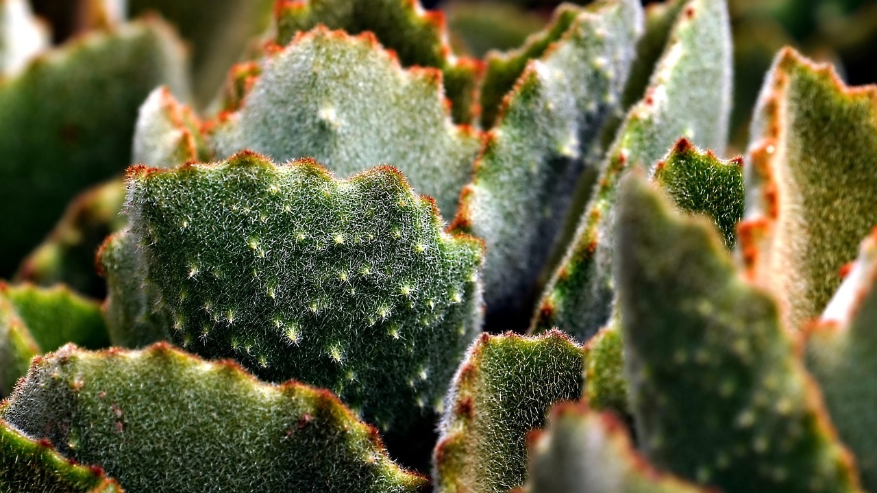 Cactus: piante resistenti