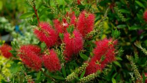 Callistemon: come coltivare e curare il “risciacquo delle bottiglie” in vaso o in giardino