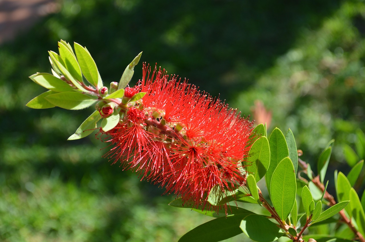 Callistemon: risciacquo della bottiglia