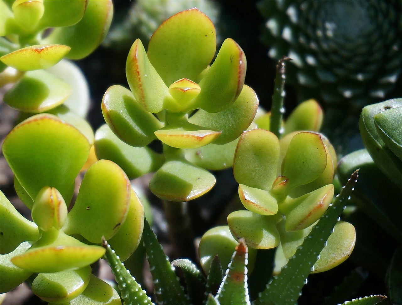 Crassula ovata: piante resistenti