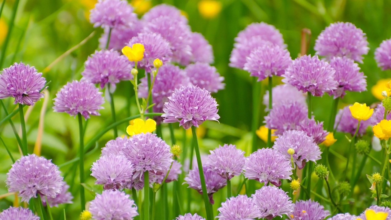 Fiori di erba cipollina: come utilizzarli