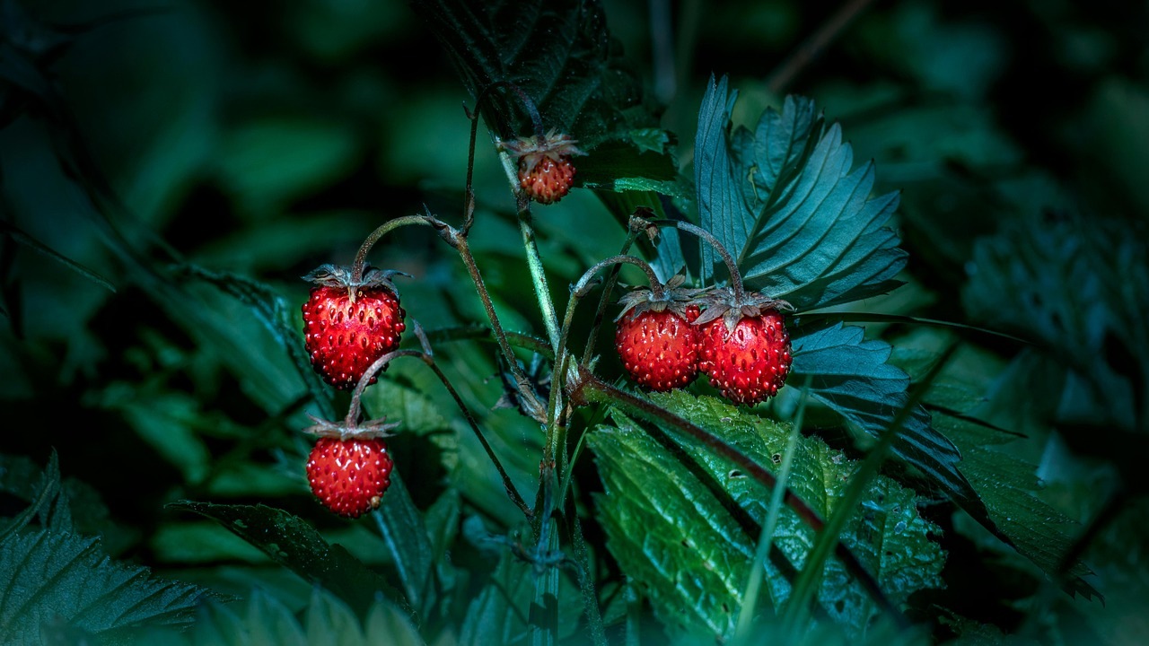 Fragole a fine giugno: perché piantarle in questo periodo