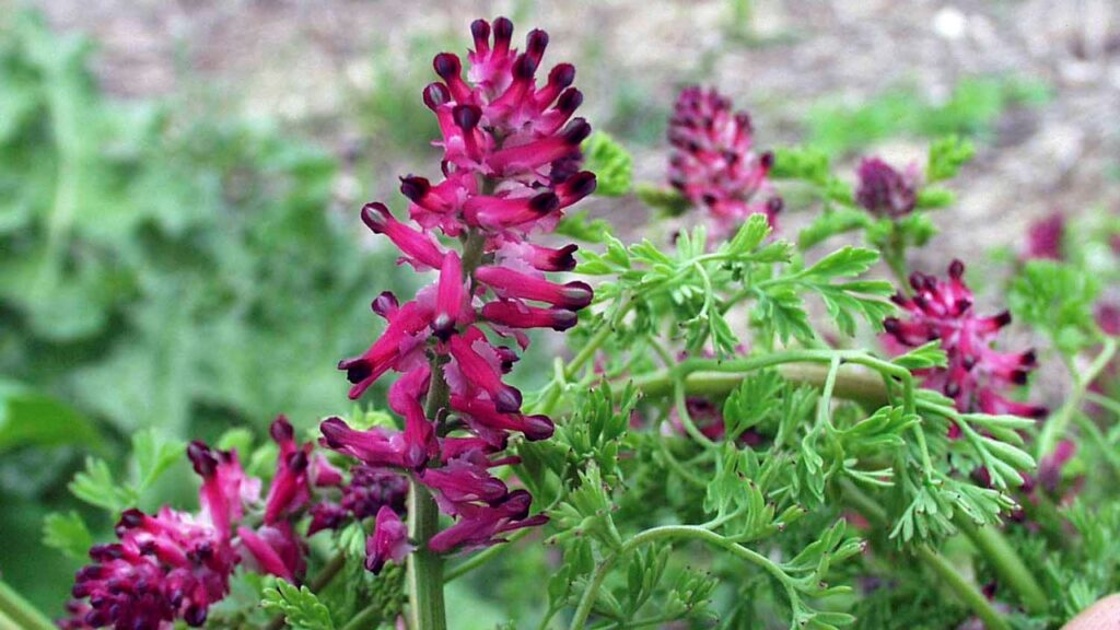 Fumeterre: sostegno naturale per l’apparato digerente e non solo