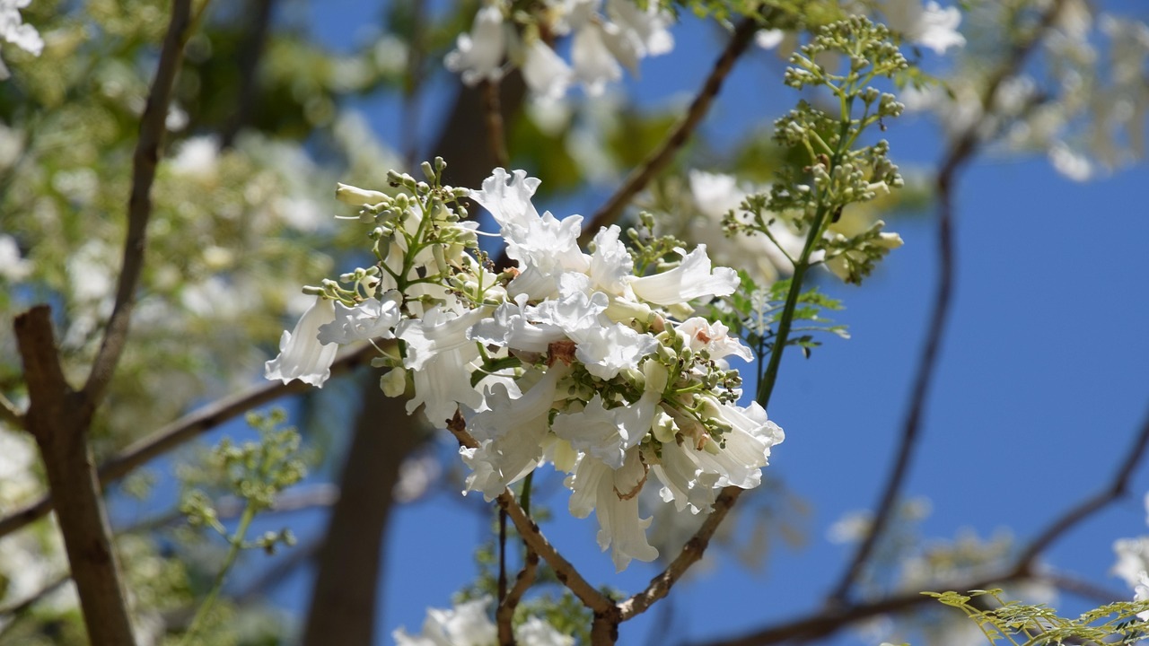 Jacaranda dai fiori bianchi