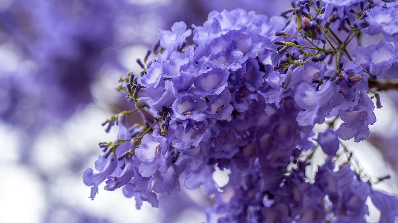 Jacaranda dai fiori viola