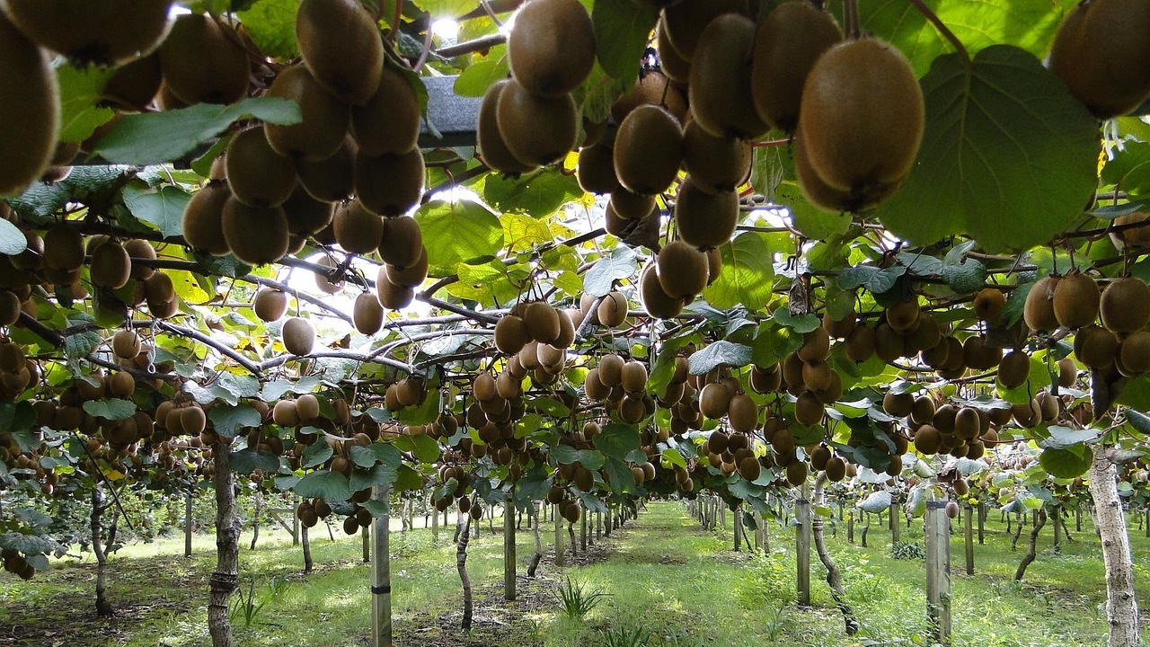 Kiwi: come scegliere quello migliore
