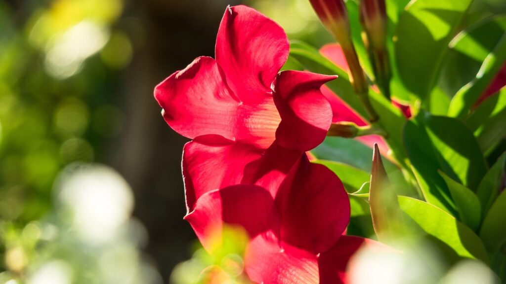 Coltivare la mandevilla: fioritura, potatura e cure stagionali