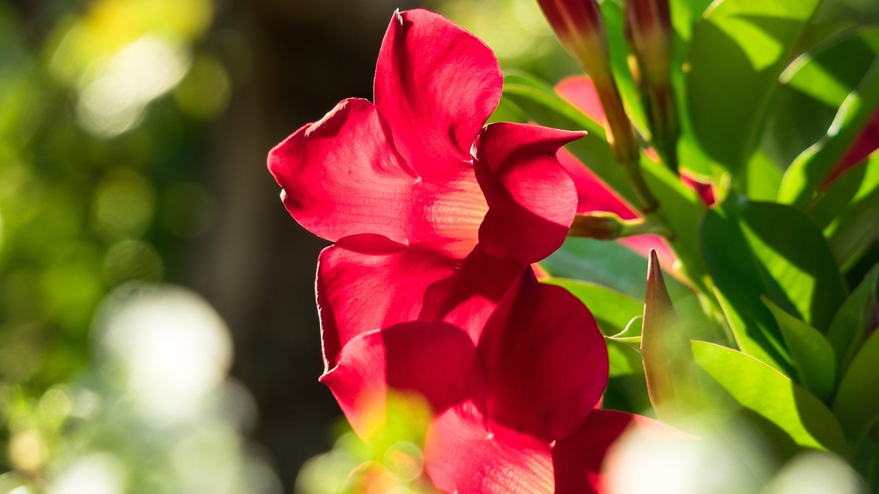 Mandevilla: fiori a trombetta