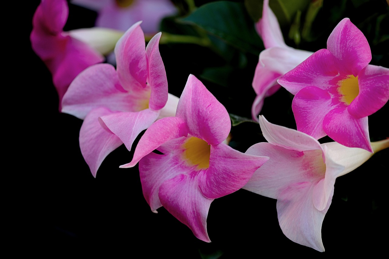Mandevilla: fiori a trombetta