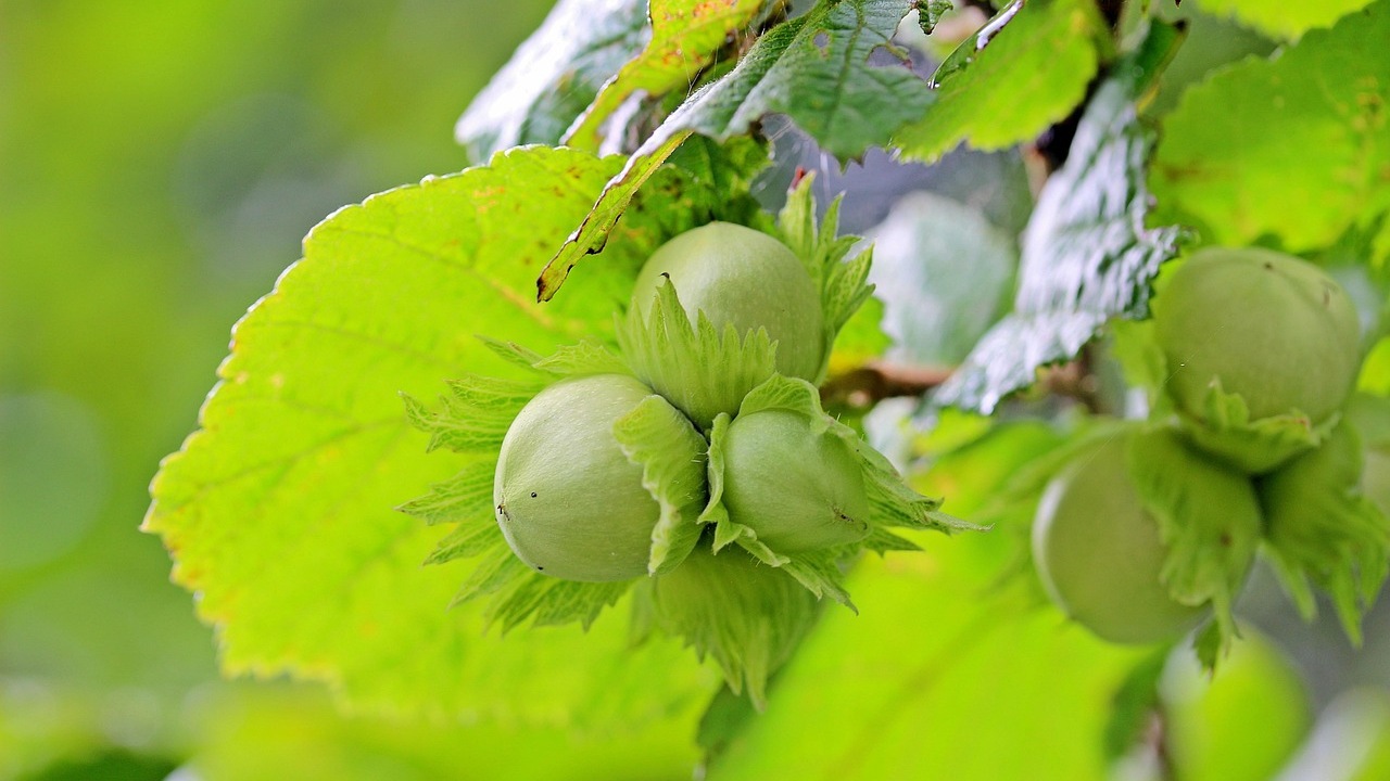 Nocciolo: come ottenere un buon raccolto