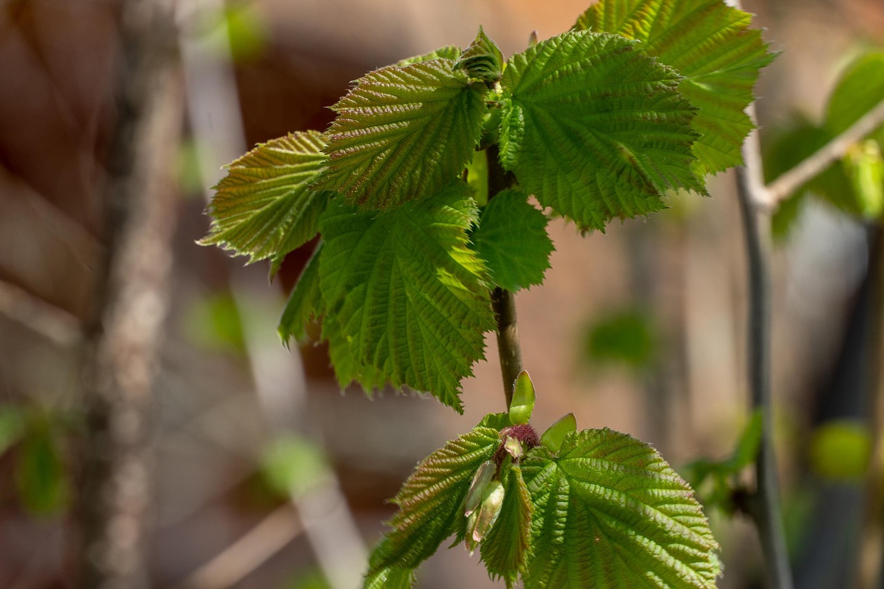 Nocciolo: come ottenere un buon raccolto