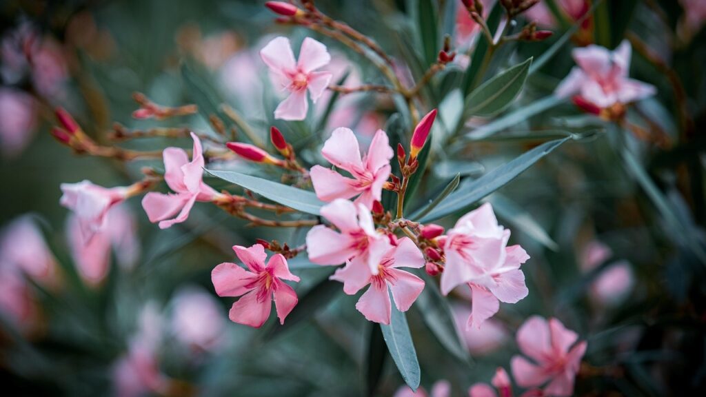 Oleandro: cosa sapere sulla sua tossicità e cura in giardino