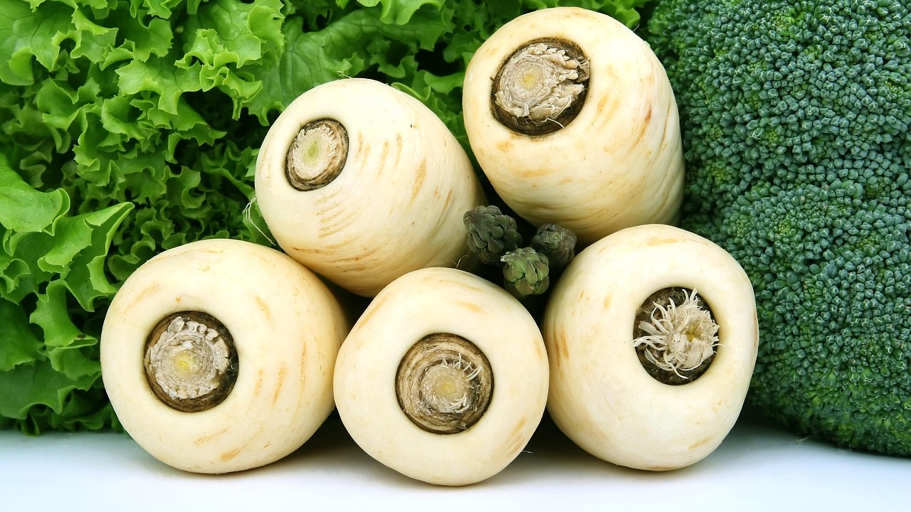 Pastinaca: radicchio