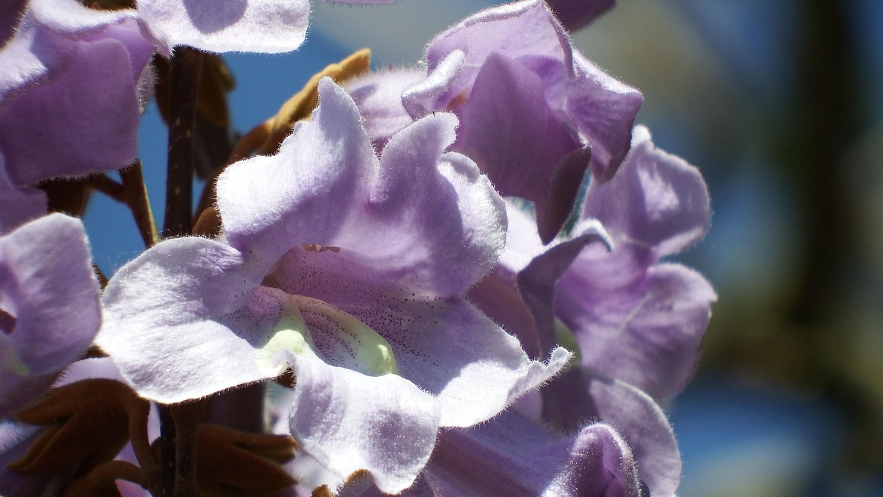 Paulownia: albero che cresce veloce