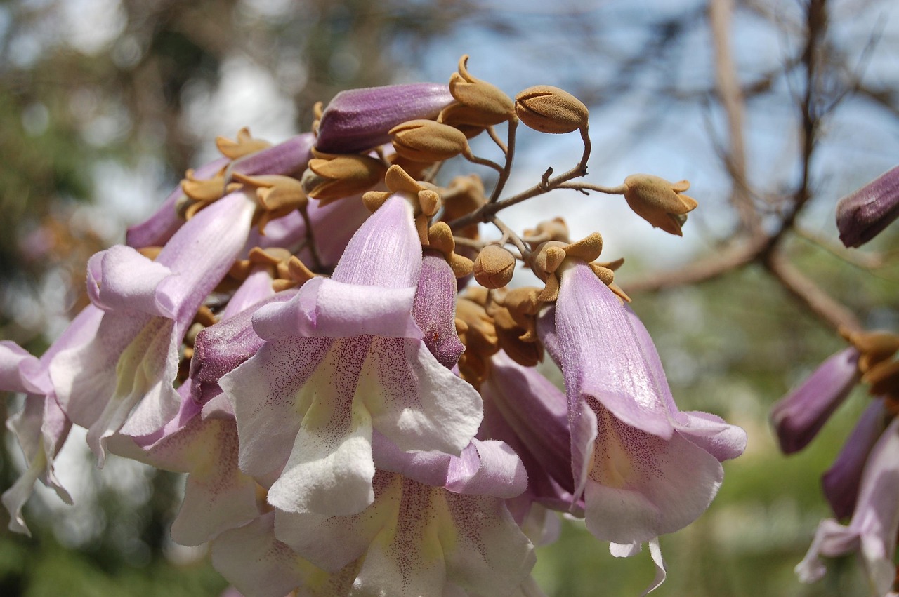 Paulownia: albero che cresce veloce
