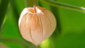Physalis: come usare e coltivare il frutto dalla lanterna arancione