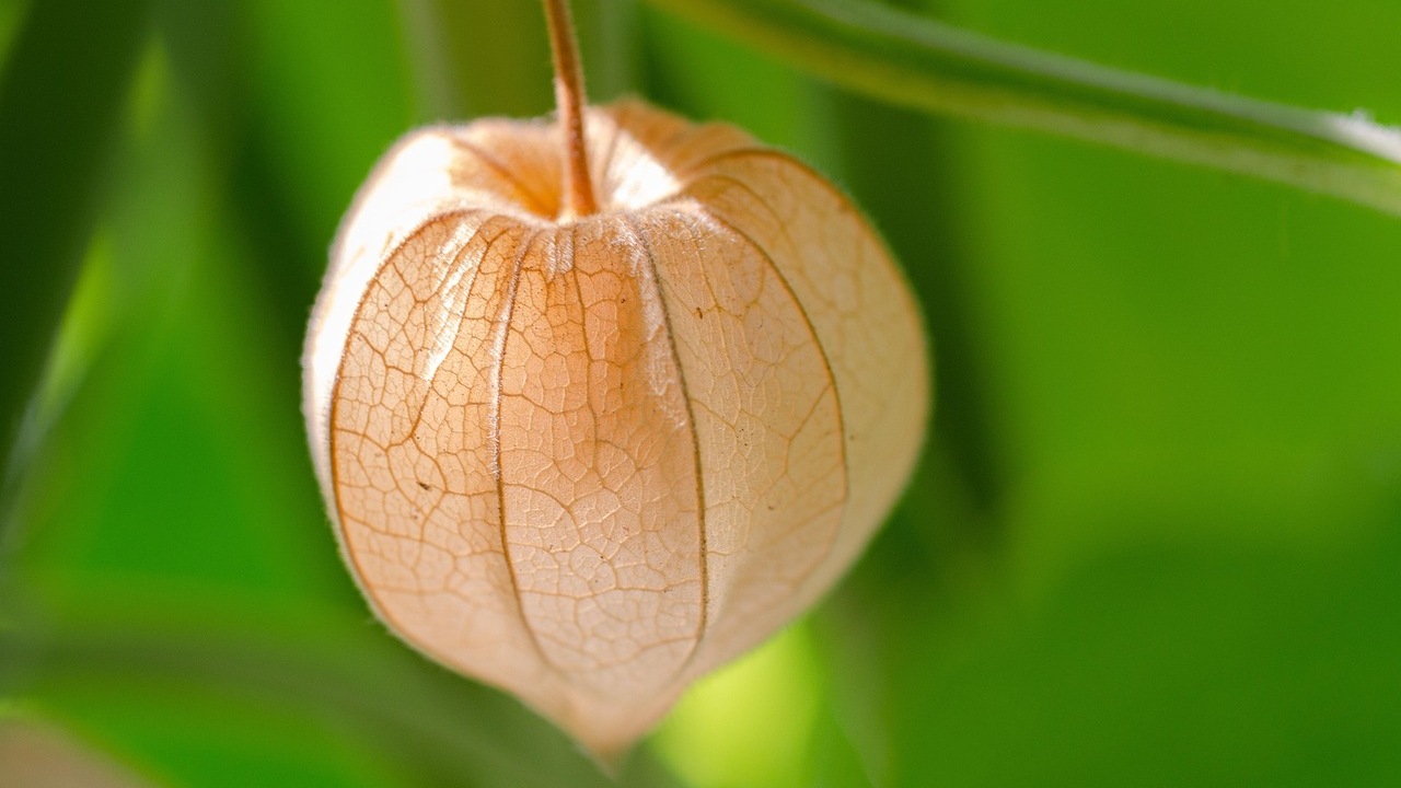 Physalis: lanterna arancione