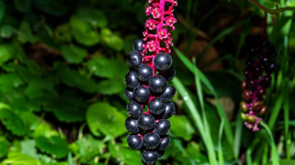 Phytolacca americana: perché dovresti stare alla larga da queste piante bellissime ma tossiche