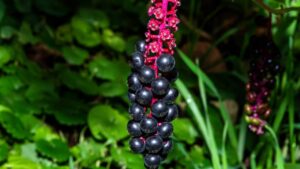 Phytolacca americana: perché dovresti stare alla larga da queste piante bellissime ma tossiche