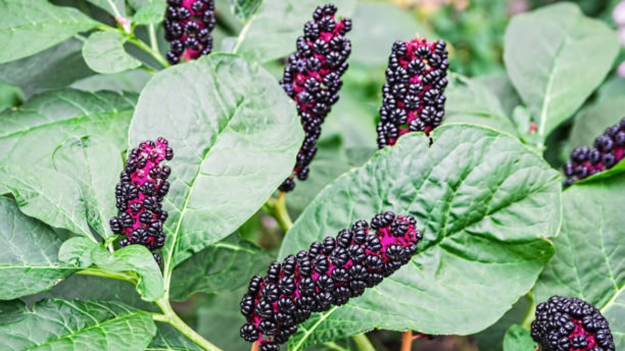 foglie di phytolacca americana